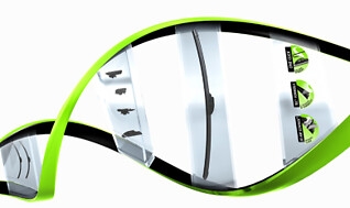 Palhetas Valeo: Linha Evollution